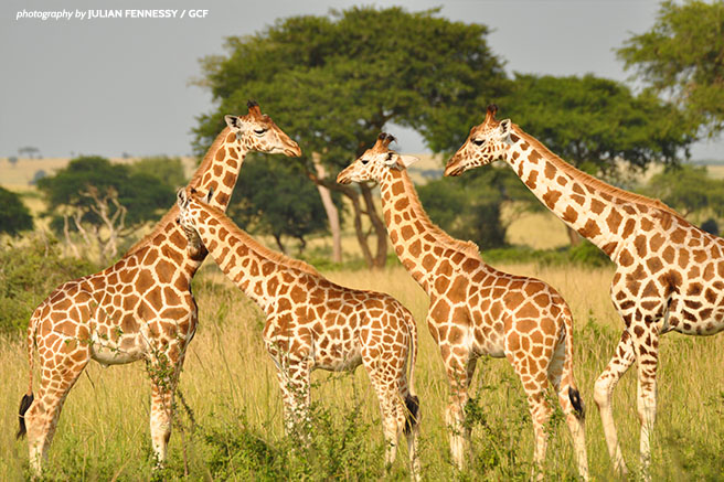 Seeing Quadruple? Discovering Four Giraffe Species | African Wildlife ...